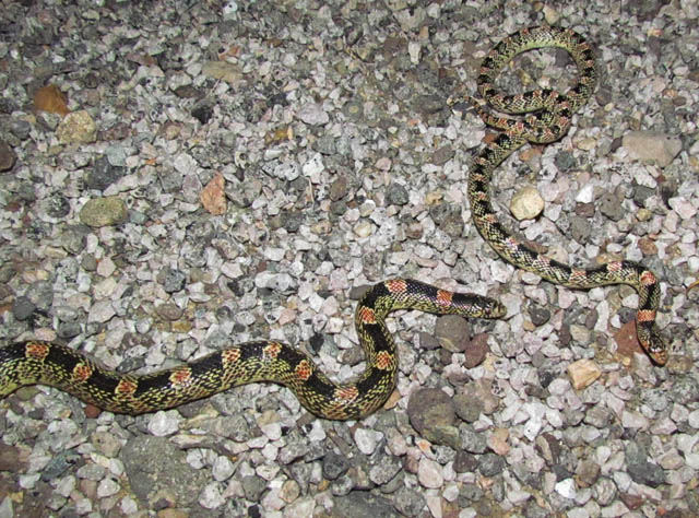 Longnose Snake